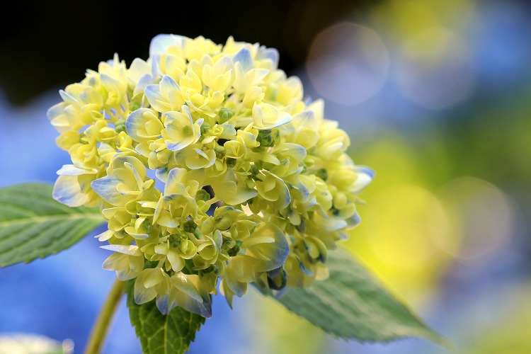 岐阜県関市板取あじさいまつりへ Fleurs 岐阜県関市板取あじさいまつりへ Fleurs