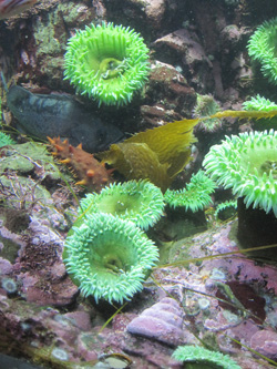 Vancouver Aquarium_e0116207_1641108.jpg