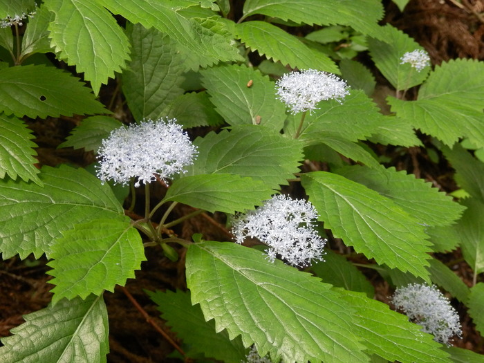 f0219710_816308.jpg