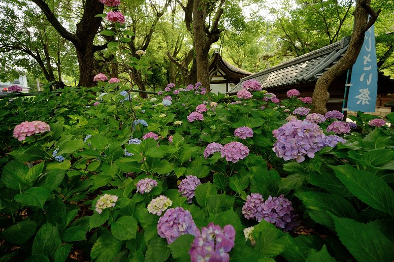 空梅雨の紫陽花巡り! 藤森神社_f0032011_18292360.jpg