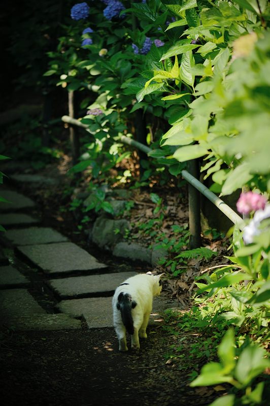 空梅雨の紫陽花巡り! 藤森神社_f0032011_1829564.jpg
