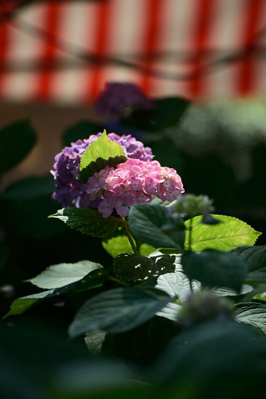 空梅雨の紫陽花巡り! 藤森神社_f0032011_18311619.jpg
