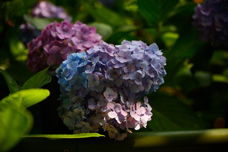 空梅雨の紫陽花巡り! 藤森神社_f0032011_18321538.jpg