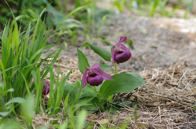 信州の花Ⅳ　(入笠山湿原)_c0047422_16474461.jpg