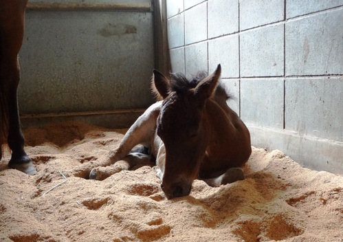 子馬のちびちゃん、名前決定！_b0202125_16233323.jpg