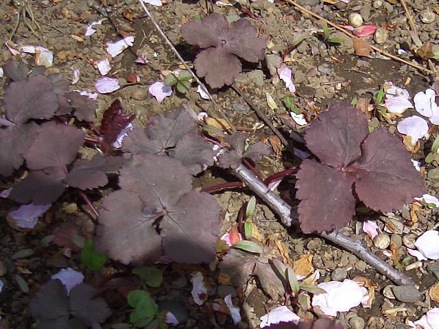 紫三つ葉（ムラサキミツバ） : 花の仲間調べ