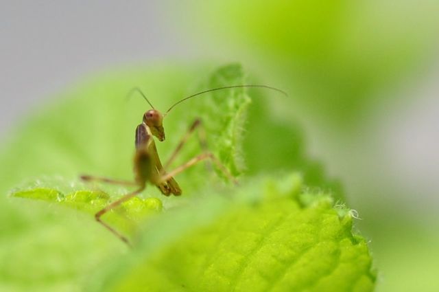 アリとカマキリ_f0229926_1335455.jpg