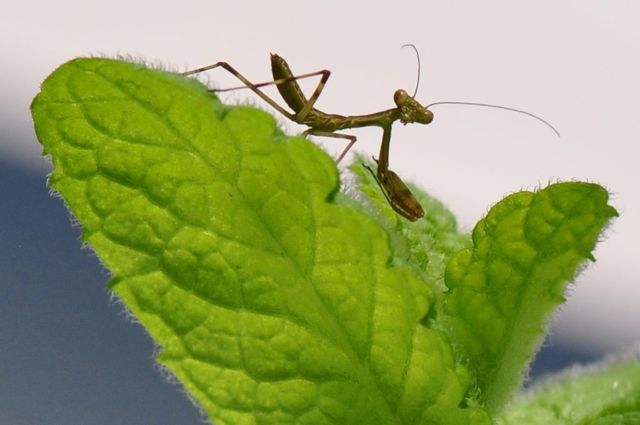 アリとカマキリ_f0229926_1412896.jpg