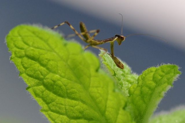 アリとカマキリ_f0229926_141644.jpg