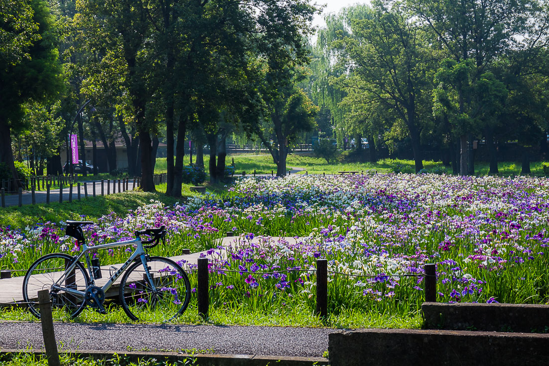 水元公園菖蒲まつり_b0295234_1383647.jpg