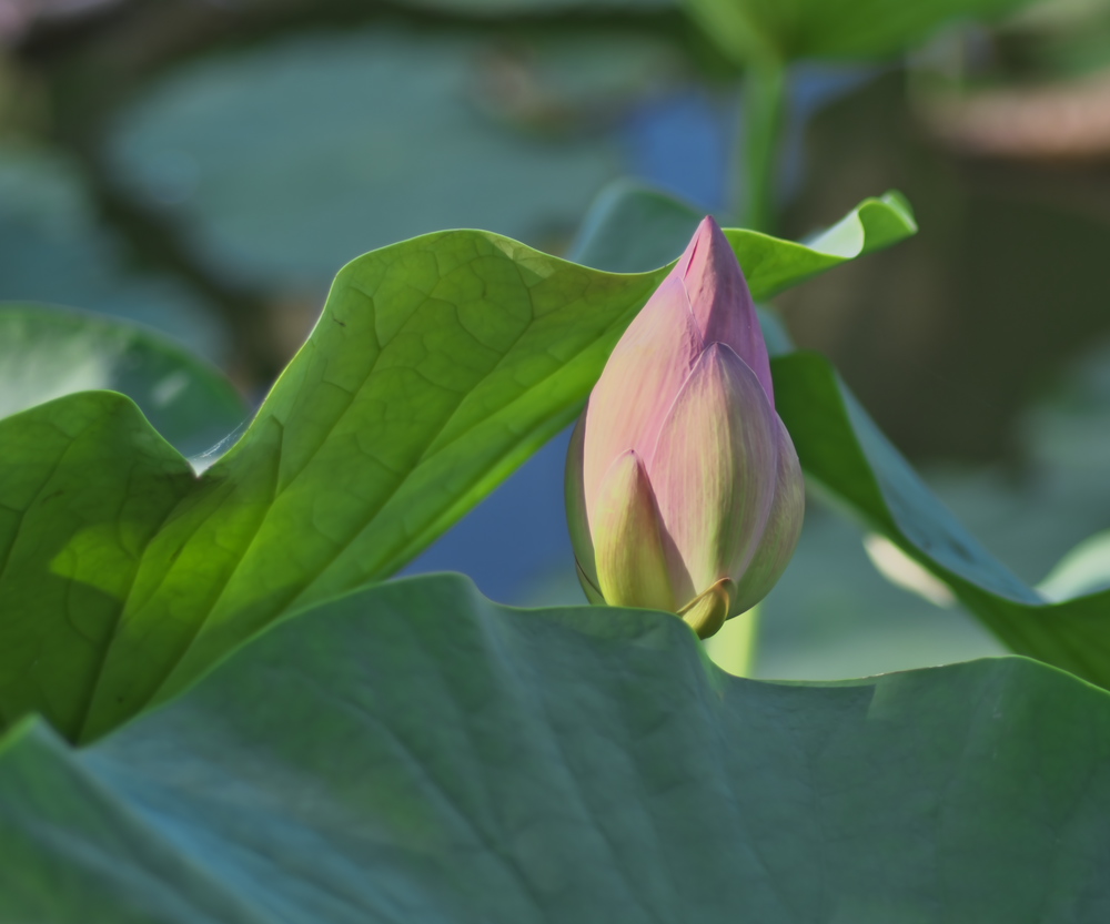 蓮華寺池公園蓮情報６月１５日_c0309734_02455324.jpg