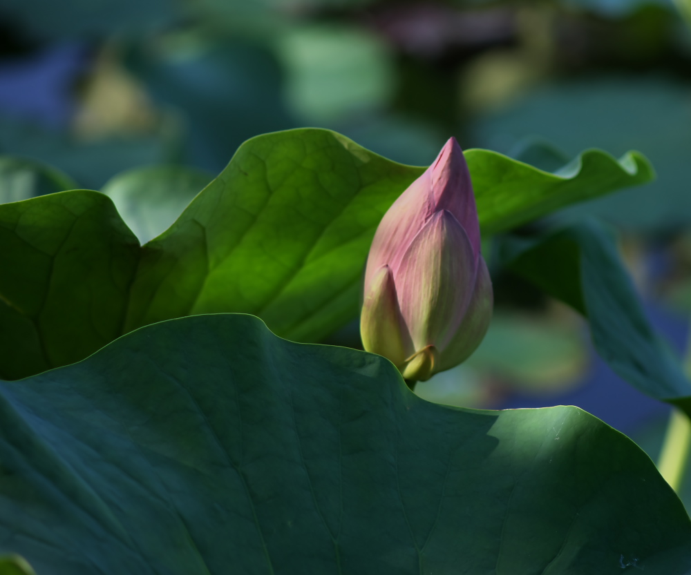 蓮華寺池公園蓮情報６月１５日_c0309734_02463185.jpg