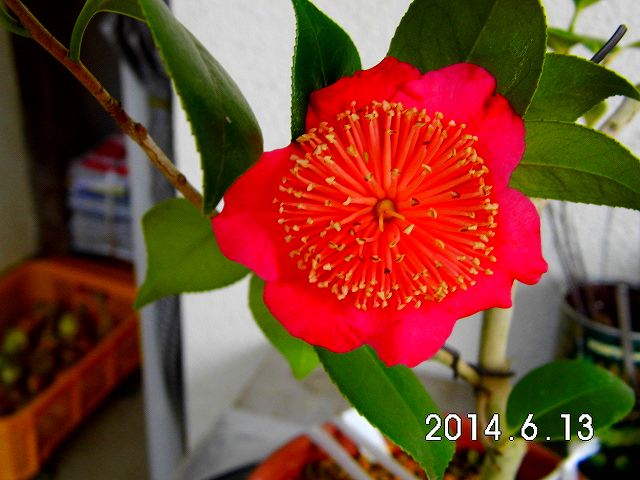 肥後椿百花撰 : 肥後椿・日本の椿