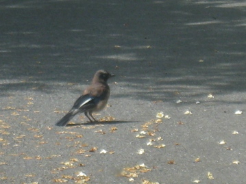 c0077338_6692.jpg