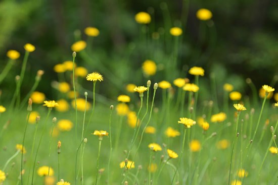 野の花_c0093046_17422748.jpg