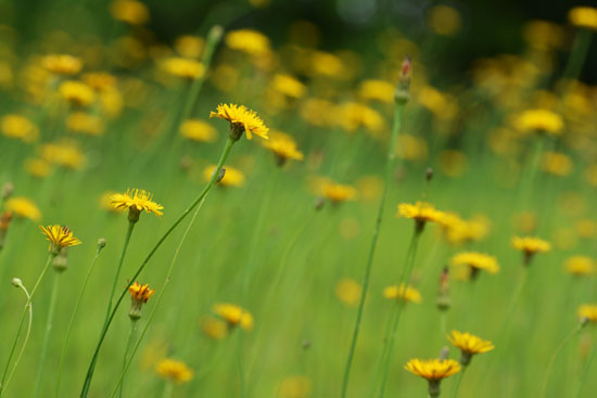 野の花_c0093046_17424358.jpg