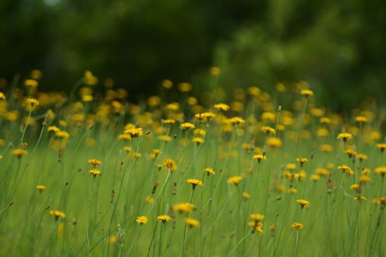 野の花_c0093046_1742561.jpg