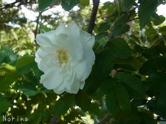 緑の楽園_e0326953_23173646.jpg