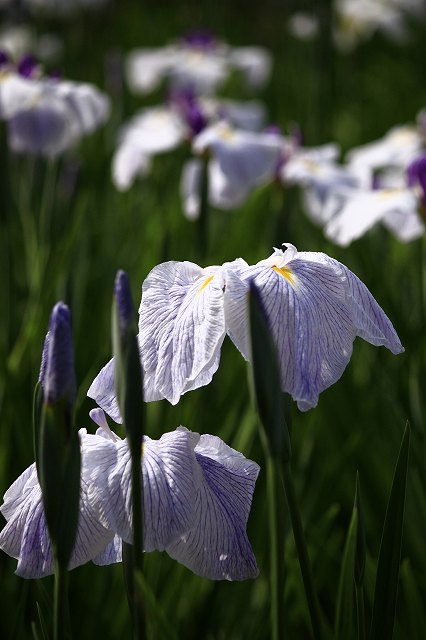 ６月９日　花菖蒲園_f0340155_11314264.jpg