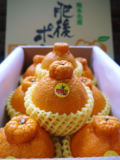 デコポン(肥後ポン) 蔵出し完熟デコポン平成26年度まもなく最終発送!!来年のデコポンも順調です!_a0254656_17345150.jpg