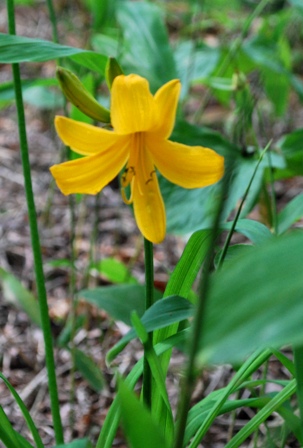 セキレイ原生花園　2014.6.15_b0086858_11315895.jpg