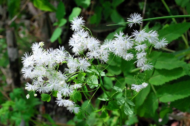 セキレイ原生花園　2014.6.15_b0086858_11431971.jpg