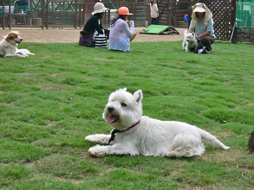 ワイルドドックラン「サム」_c0260460_17592789.jpg