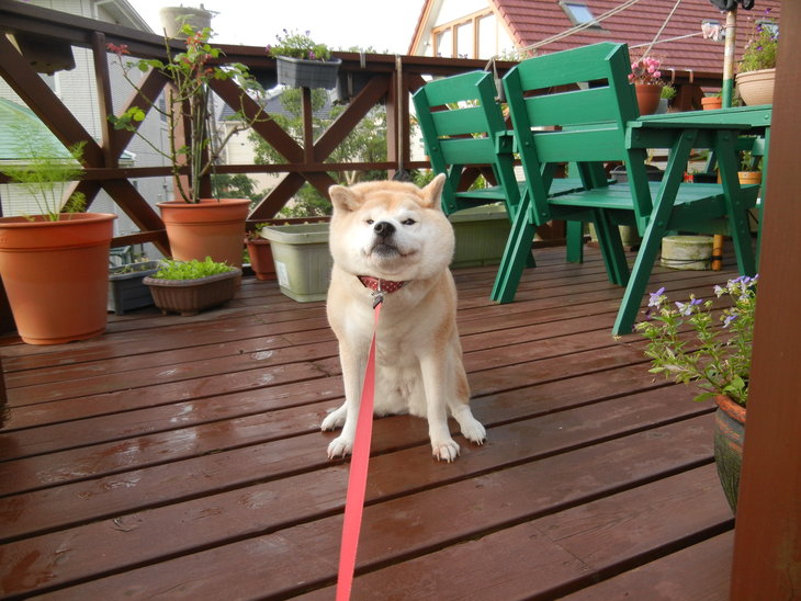 ’14,6,16(月)野うさぎに会ったよ~!_f0060461_748128.jpg