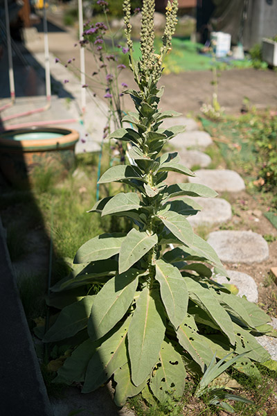 b0171364_9222067.jpg