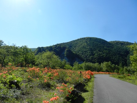 2014年　乗鞍高原のレンゲツツジ。_d0226767_197596.jpg