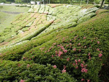 2014県民の森サツキ情報6月13日・14日・15日_f0140773_9292350.gif