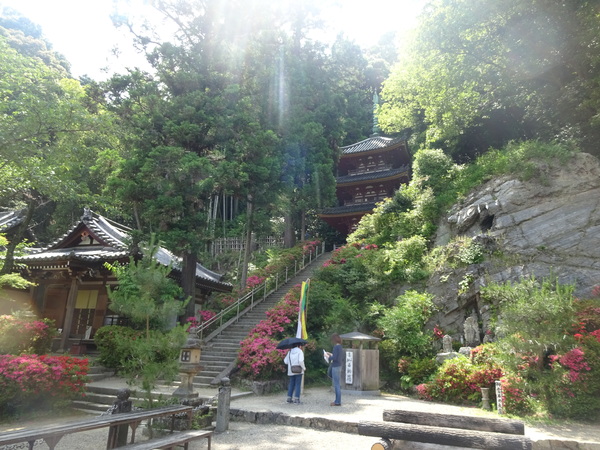 矢田丘陵：寺の紫陽花、歩きやすいトレイル。_c0066176_22401527.jpg