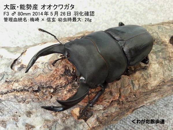 7月27日 エゾゼミは ミヤマクワガタ採集 In 佐賀県 くわがた散歩道 7月27日 エゾゼミは ミヤマクワガタ採集 In 佐賀県 くわがた散歩道