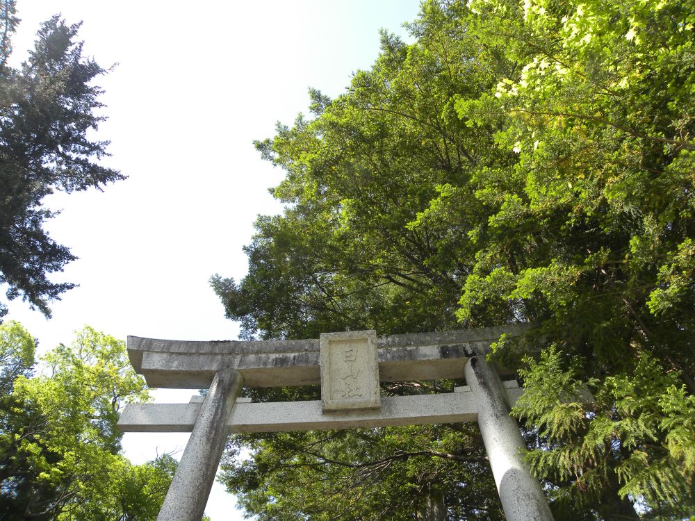 白山神社の大柏_b0329588_17183904.jpg