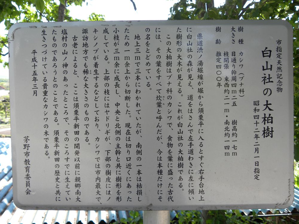 白山神社の大柏_b0329588_17190755.jpg