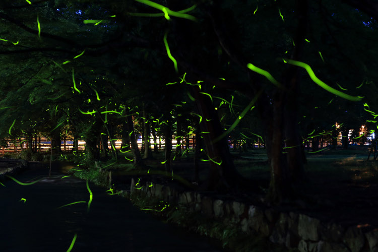 上賀茂神社_e0051888_1115134.jpg