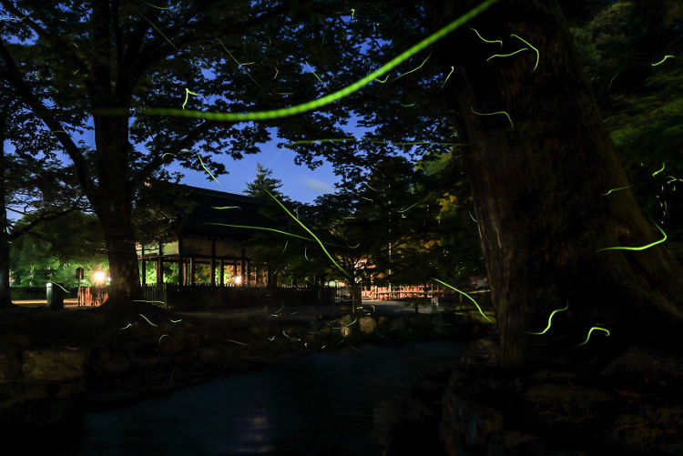 上賀茂神社_e0051888_112245.jpg