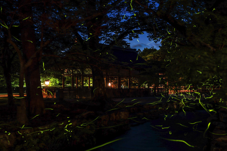 上賀茂神社_e0051888_1124358.jpg