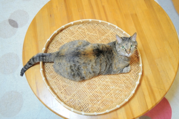 お気に入り_a0126590_22421484.jpg