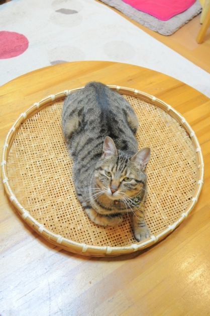 お気に入り_a0126590_22422921.jpg