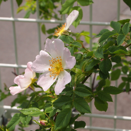 ローズヒップのバラ開花_a0292194_1710388.jpg