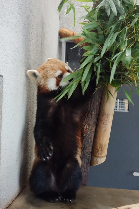 円山動物園の父セイタ_a0306502_23143667.jpg