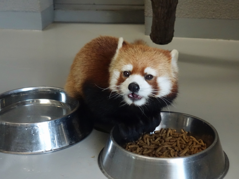 円山動物園の父セイタ_a0306502_23144721.jpg