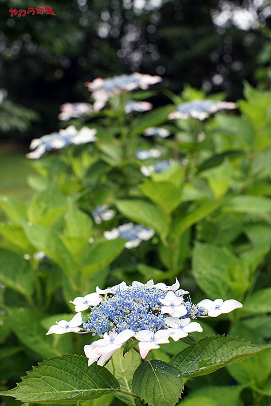 【2014 HYDRANGEA01】06/09HIBIYA PARK04_b0134907_17234990.jpg