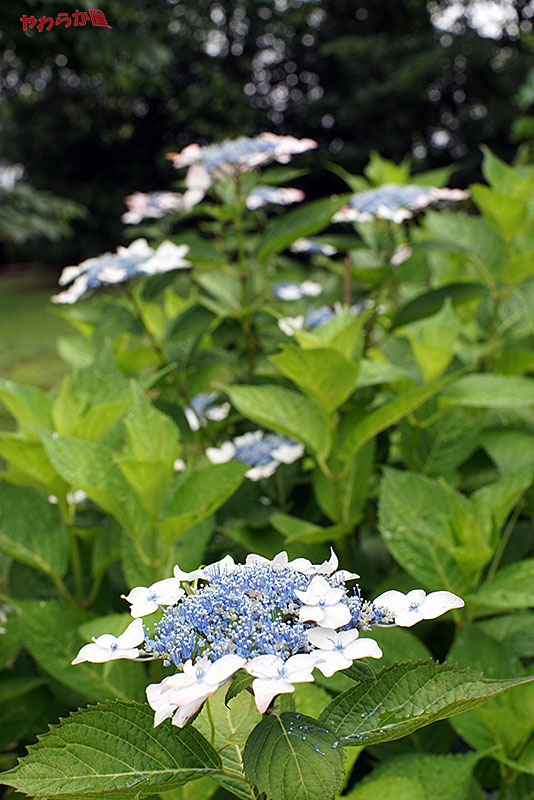 【2014 HYDRANGEA01】06/09HIBIYA PARK04_b0134907_17241937.jpg