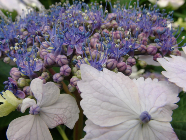 紫陽花の花の部分とは 21 6 04 徳ちゃん便り