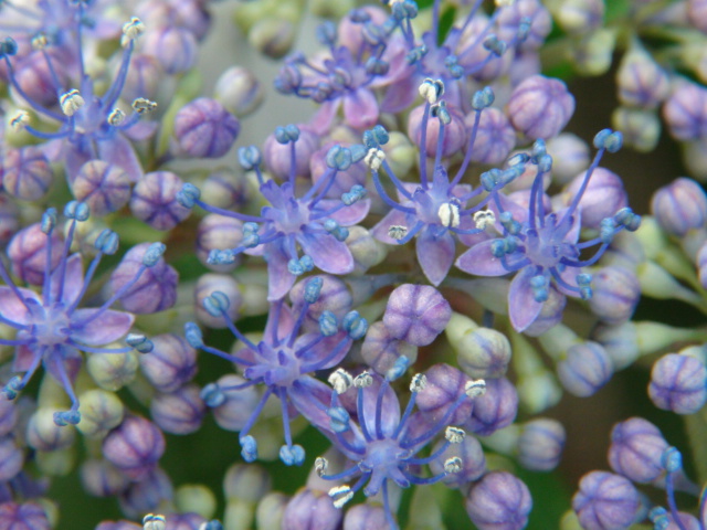 紫陽花の花の部分とは 21 6 04 徳ちゃん便り