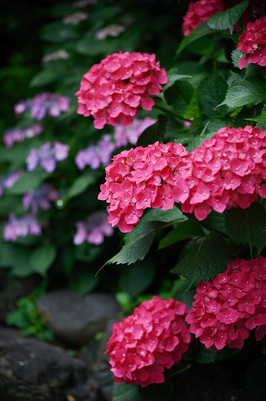 空梅雨の紫陽花巡り! 梅宮大社・其の一_f0032011_18264490.jpg