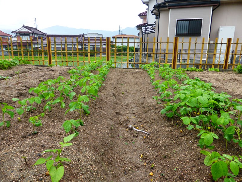 黒大豆の苗を植えました_b0057612_18182635.jpg