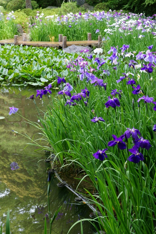 平安神宮神苑の花菖蒲_e0177413_22482986.jpg